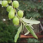 La Vigne Et L'olivier فينوف ليز أفيجْنْ